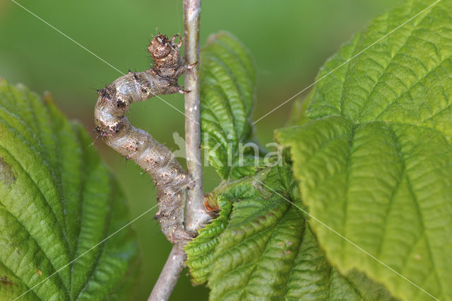 Perentak (Apocheima pilosaria)
