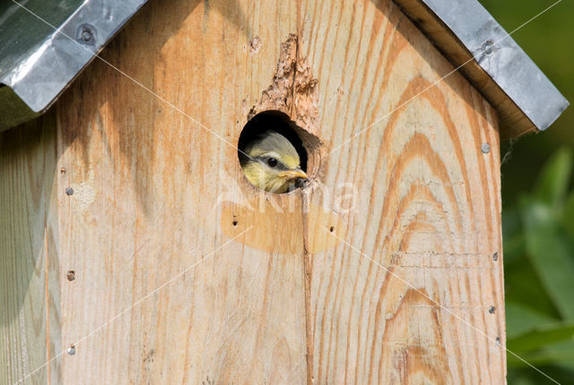 Pimpelmees (Parus caeruleus)