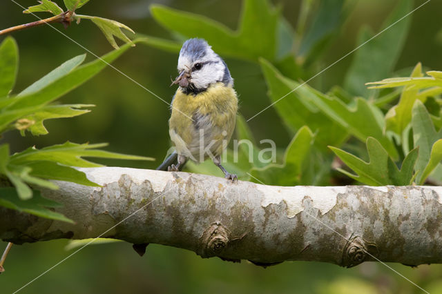 Blue Tit (Parus caeruleus)