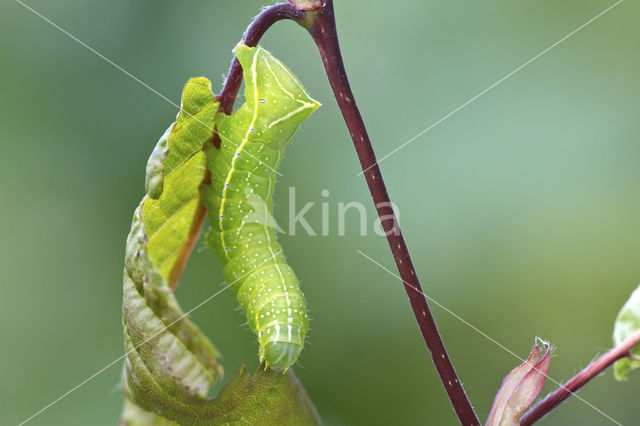 Piramidevlinder (Amphipyra pyramidea)