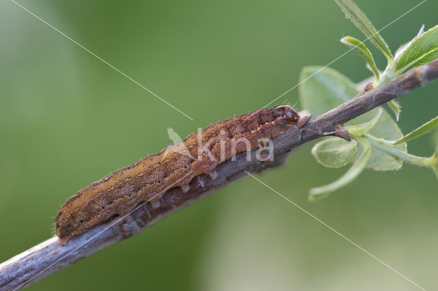 Zwartstipvlinder (Agrochola lota)