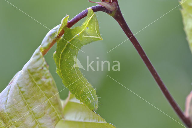 Piramidevlinder (Amphipyra pyramidea)