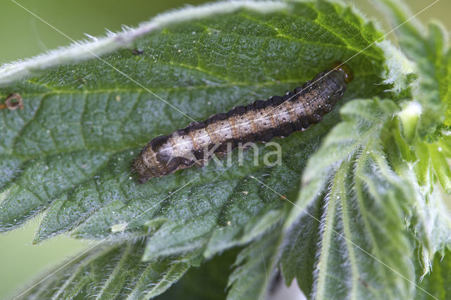 Twin-spotted Quaker (Orthosia munda)