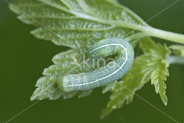 Variabele voorjaarsuil (Orthosia incerta)