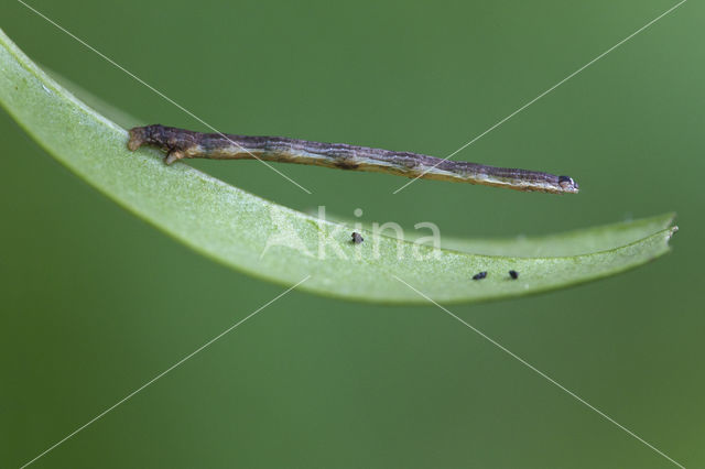 Zwartvlekspikkelspanner (Menophra abruptaria)