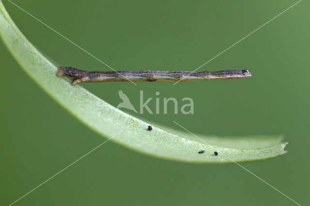 Waved Umber (Menophra abruptaria)