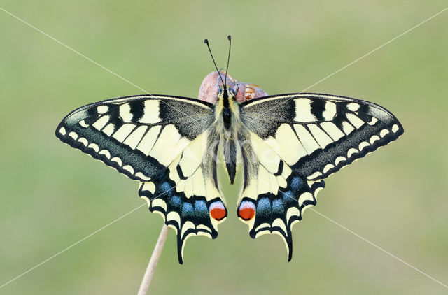 Koninginnepage (Papilio machaon)