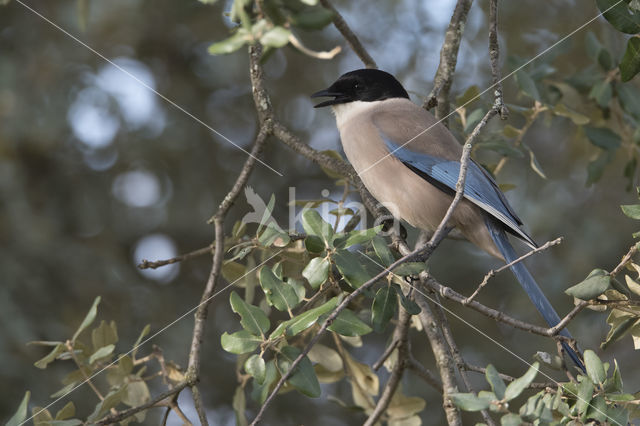 Azure-winged Magpie (Cyanopica cyana cyana)