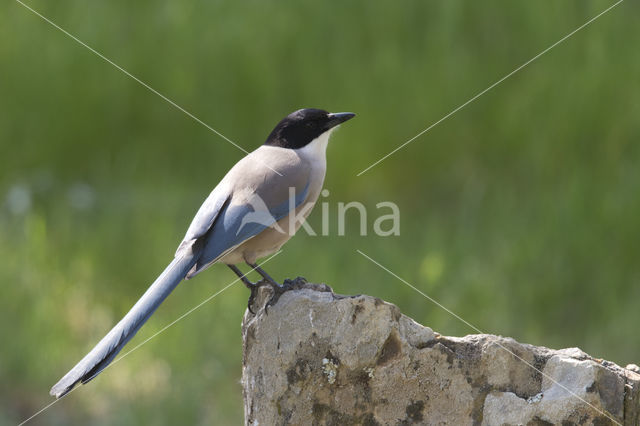 Azure-winged Magpie (Cyanopica cyana cyana)