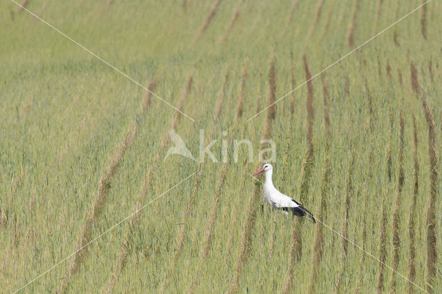 Ooievaar (Ciconia ciconia)