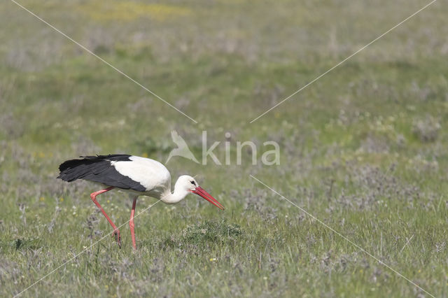 White Stork (Ciconia ciconia)