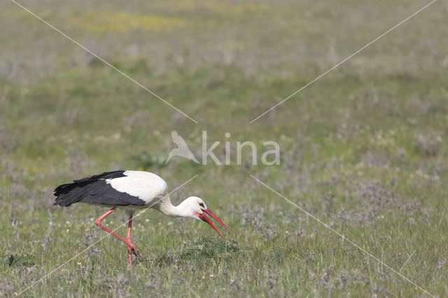 White Stork (Ciconia ciconia)