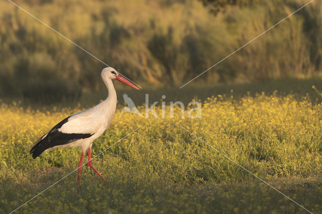 White Stork (Ciconia ciconia)