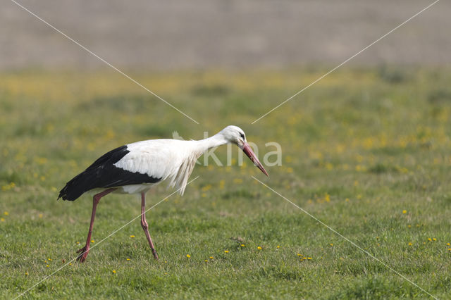 White Stork (Ciconia ciconia)