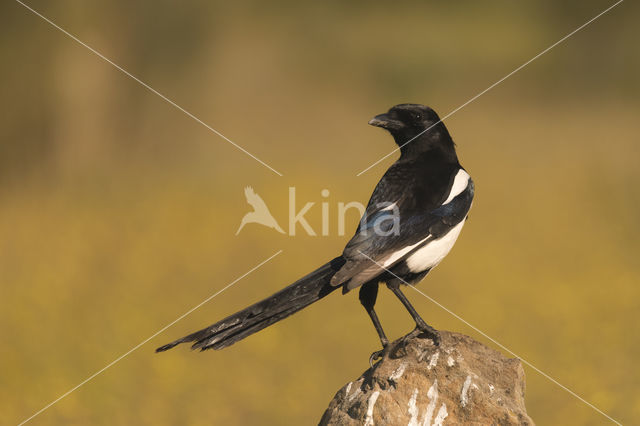 Black-billed Magpie (Pica pica)