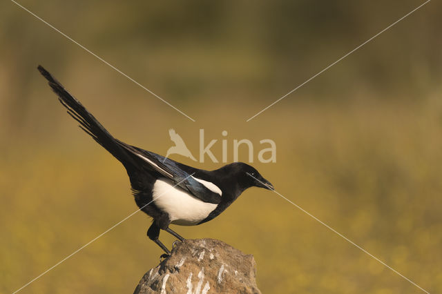 Black-billed Magpie (Pica pica)