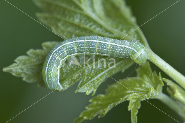 Clouded Drab (Orthosia incerta)