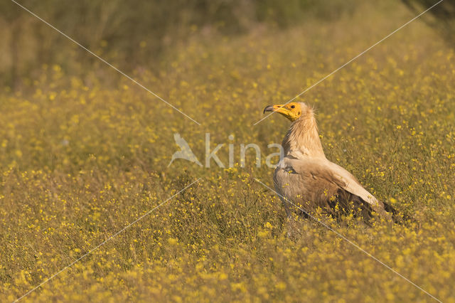 Egyptian vulture (Neophron percnopterus)