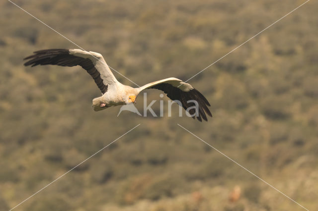 Egyptian vulture (Neophron percnopterus)