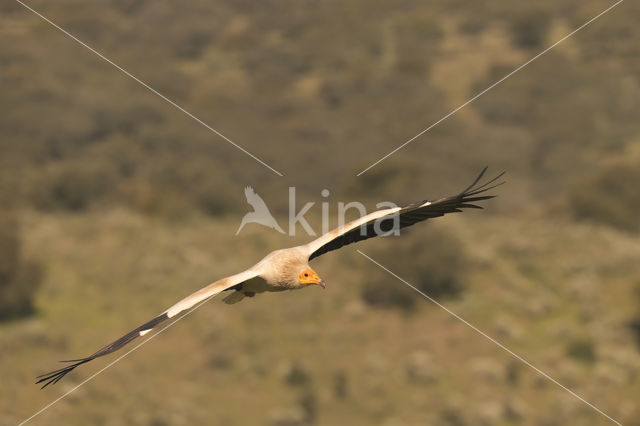 Egyptian vulture (Neophron percnopterus)