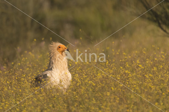 Egyptian vulture (Neophron percnopterus)