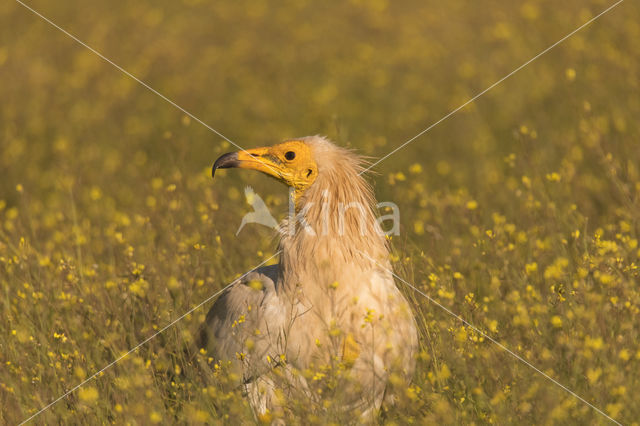 Egyptian vulture (Neophron percnopterus)