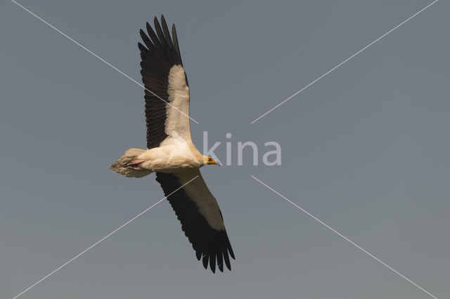 Egyptian vulture (Neophron percnopterus)