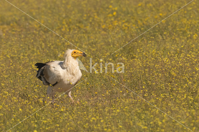 Egyptian vulture (Neophron percnopterus)