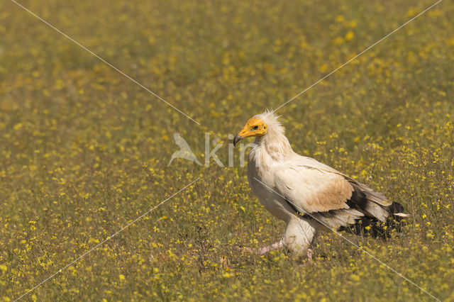 Egyptian vulture (Neophron percnopterus)