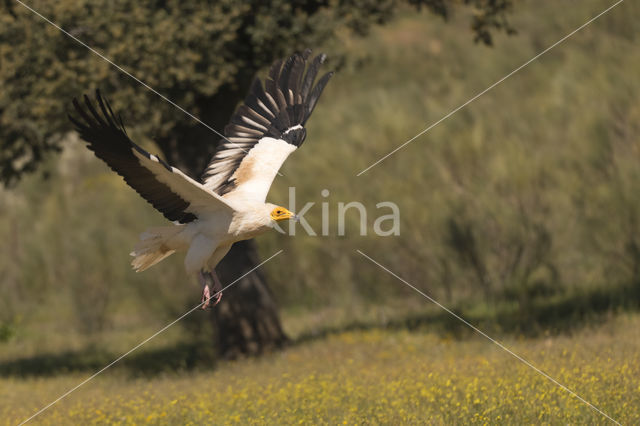 Egyptian vulture (Neophron percnopterus)