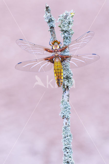 Platbuik (Libellula depressa)