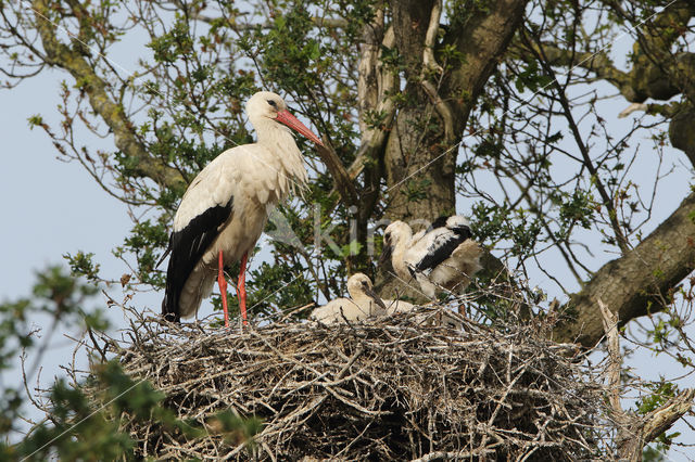 White Stork (Ciconia ciconia)
