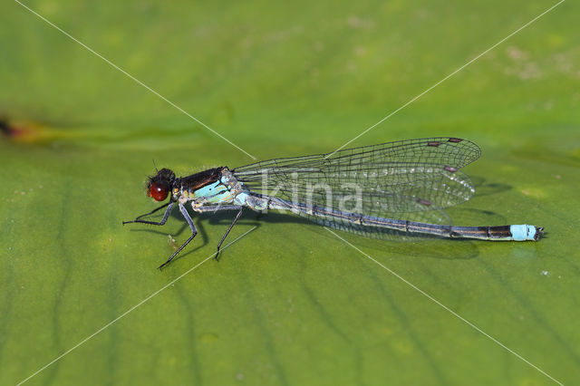 Grote roodoogjuffer (Erythromma najas)