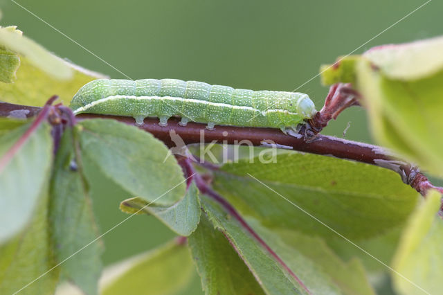 Variabele voorjaarsuil (Orthosia incerta)