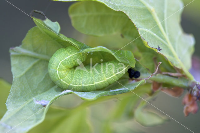 Brindled Green (Dryobotodes eremita)