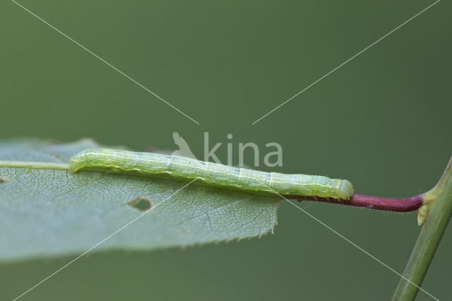 Voorjaarsboomspanner (Alsophila aescularia)