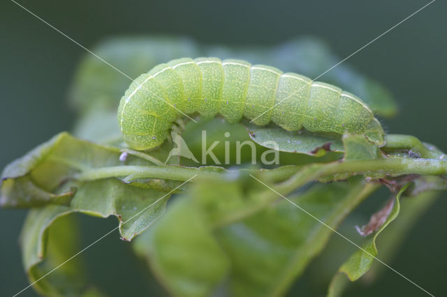 Brindled Green (Dryobotodes eremita)