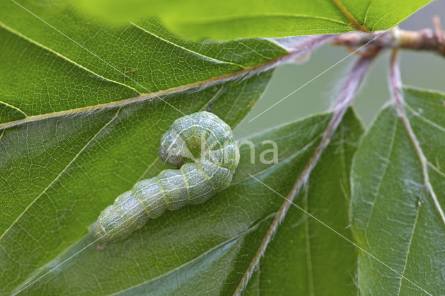 Small Quaker (Orthosia cruda)