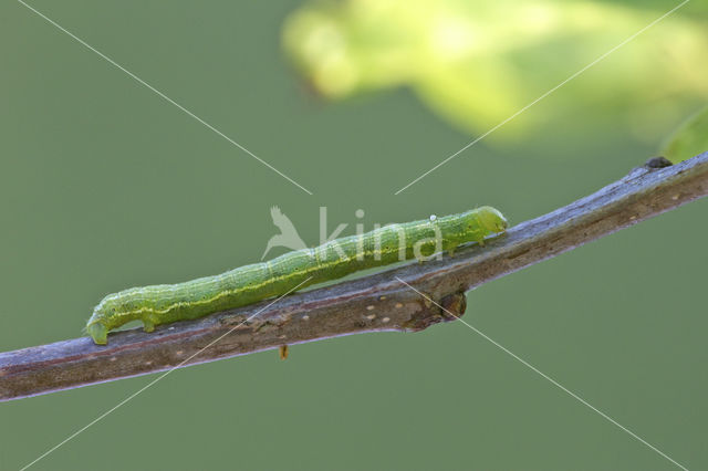 March Moth (Alsophila aescularia)