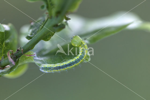 Maantandvlinder (Drymonia ruficornis)