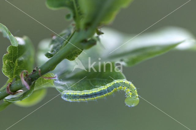 Maantandvlinder (Drymonia ruficornis)