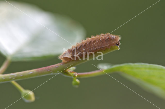 Eikenpage (Neozephyrus quercus)