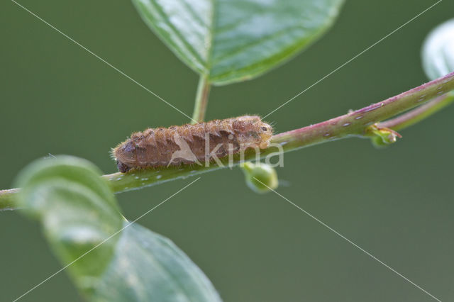 Eikenpage (Neozephyrus quercus)