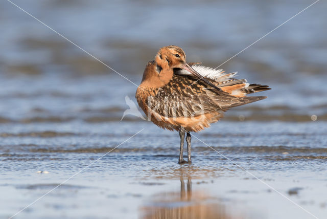 Bar-tailed Godwit (Limosa lapponica)