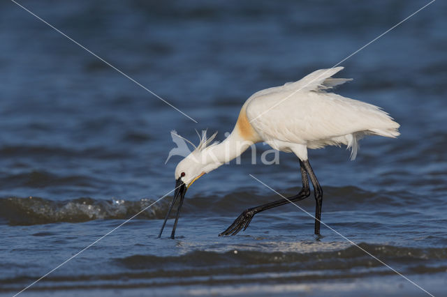 Lepelaar (Platalea leucorodia)