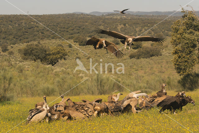 Eurasian Griffon (Gyps fulvus)