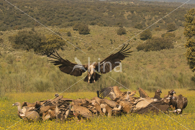 Eurasian Griffon (Gyps fulvus)