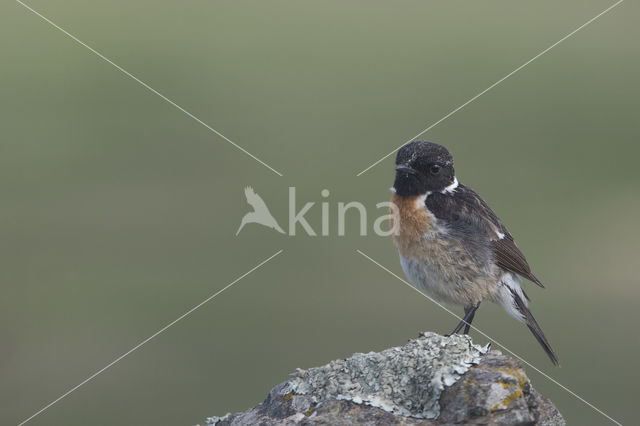 European Stonechat (Saxicola rubicola)