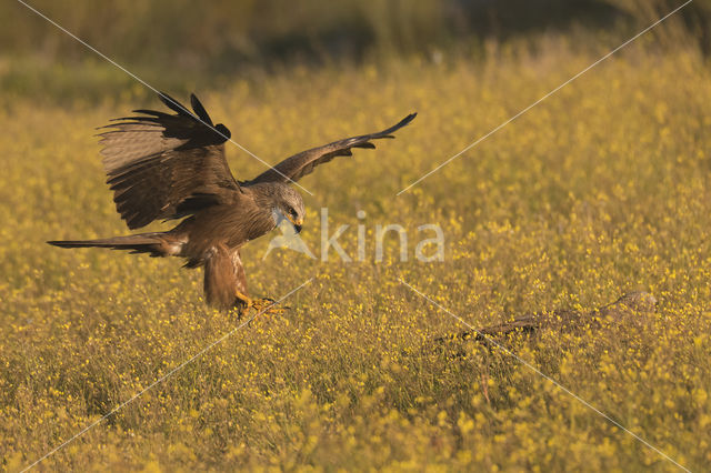 Zwarte Wouw (Milvus migrans)