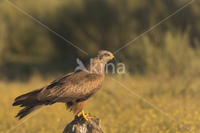 Zwarte Wouw (Milvus migrans)